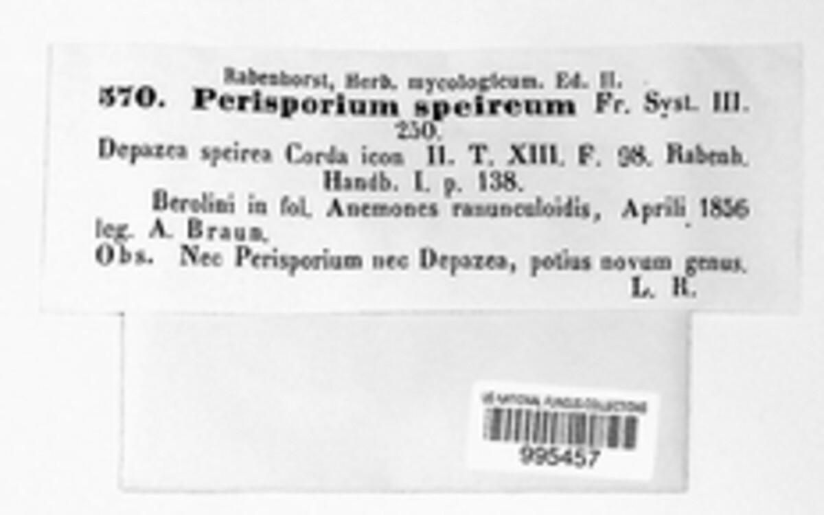 Schizothyrium speireum image